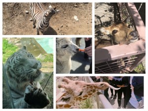 DFD1E6FE-DDDC-4CC1-9EAC-3AA9209A027E